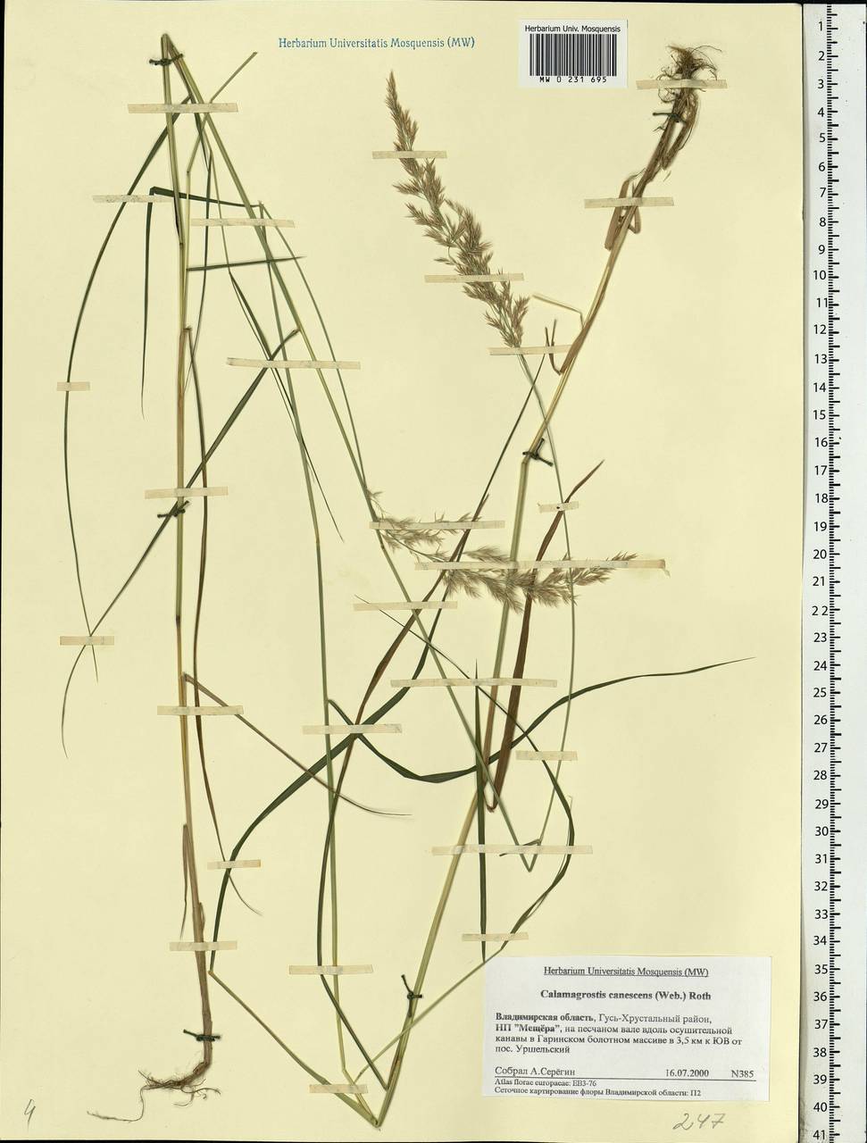 Calamagrostis canescens (Weber) Roth, Eastern Europe, Central region (E4) (Russia)