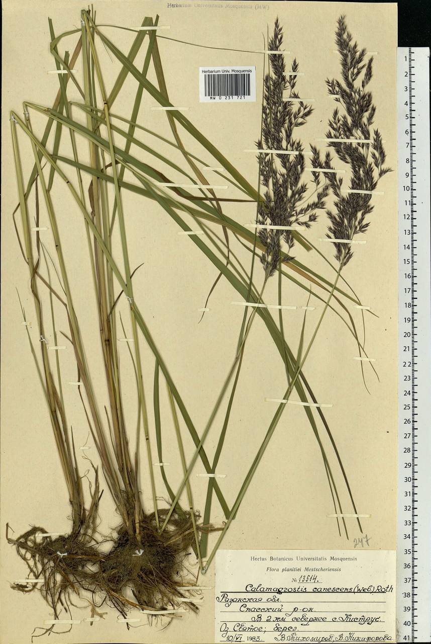 Calamagrostis canescens (Weber) Roth, Eastern Europe, Central region (E4) (Russia)