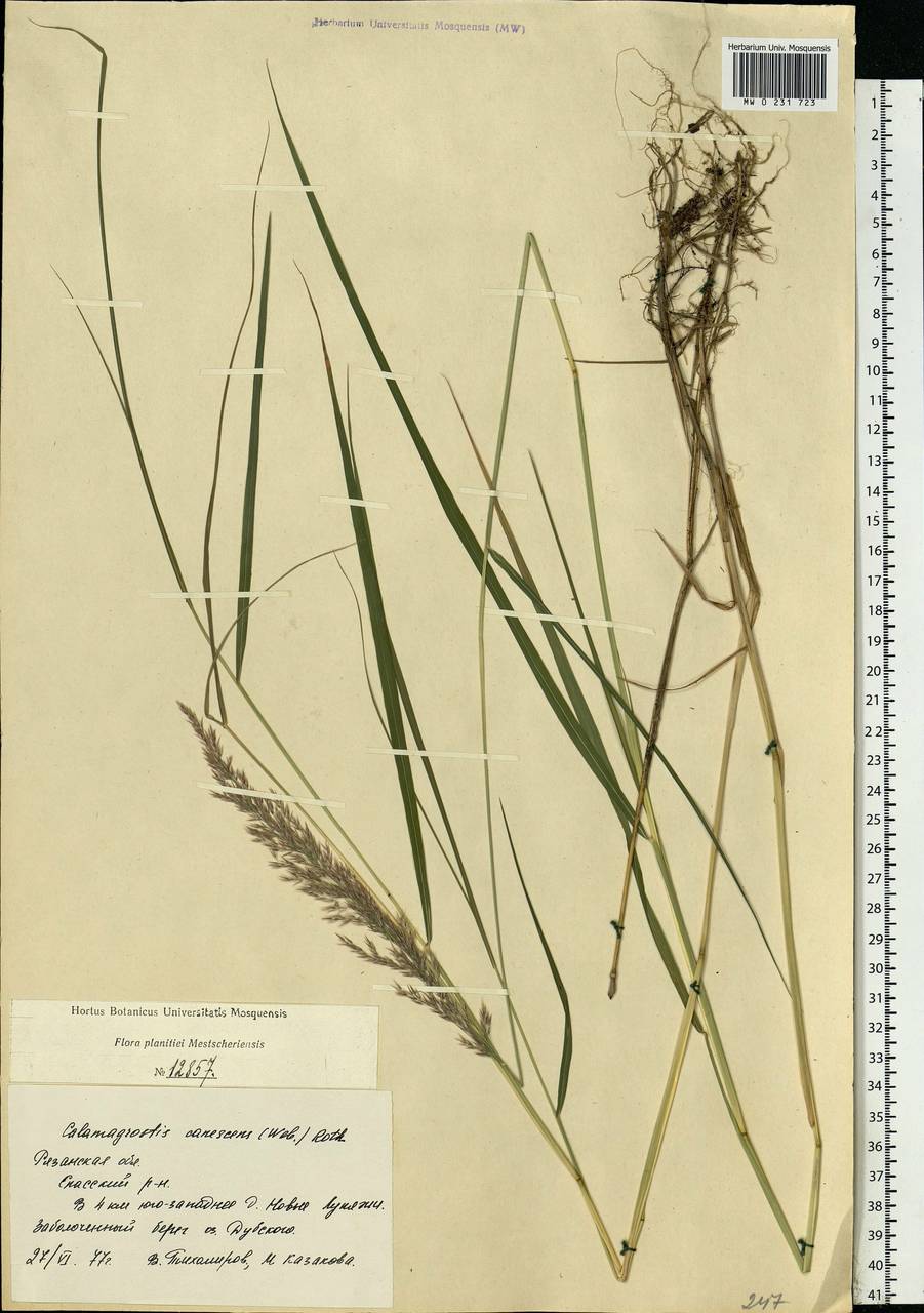 Calamagrostis canescens (Weber) Roth, Eastern Europe, Central region (E4) (Russia)