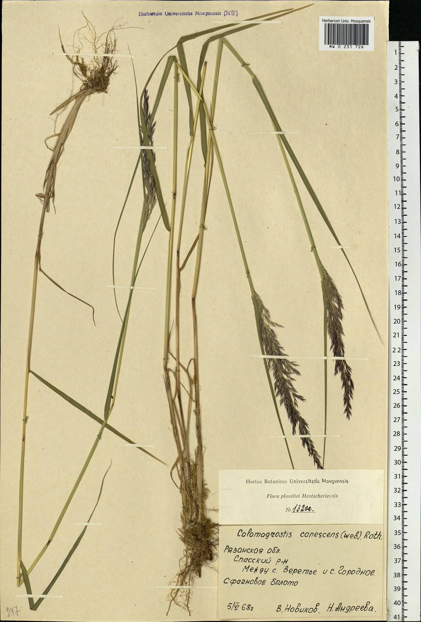 Calamagrostis canescens (Weber) Roth, Eastern Europe, Central region (E4) (Russia)