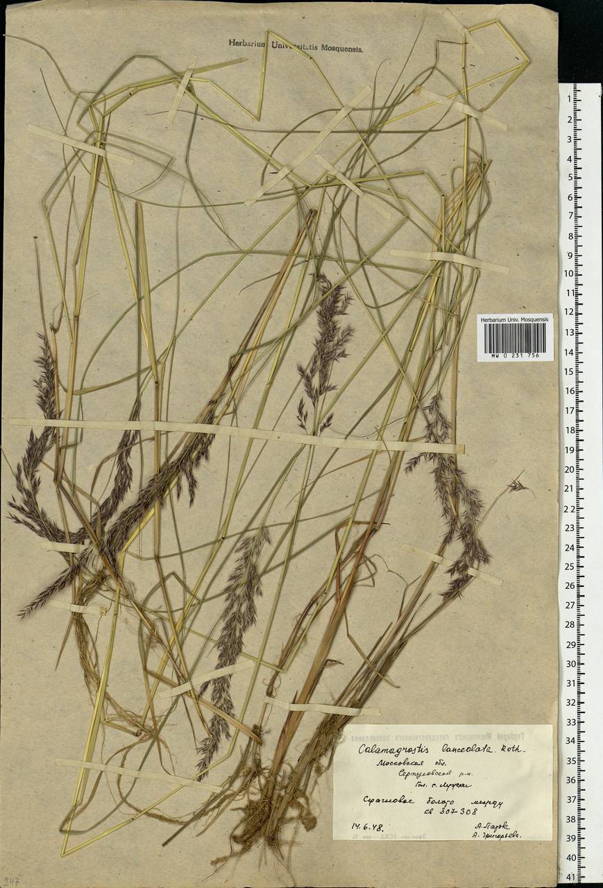 Calamagrostis canescens (Weber) Roth, Eastern Europe, Moscow region (E4a) (Russia)