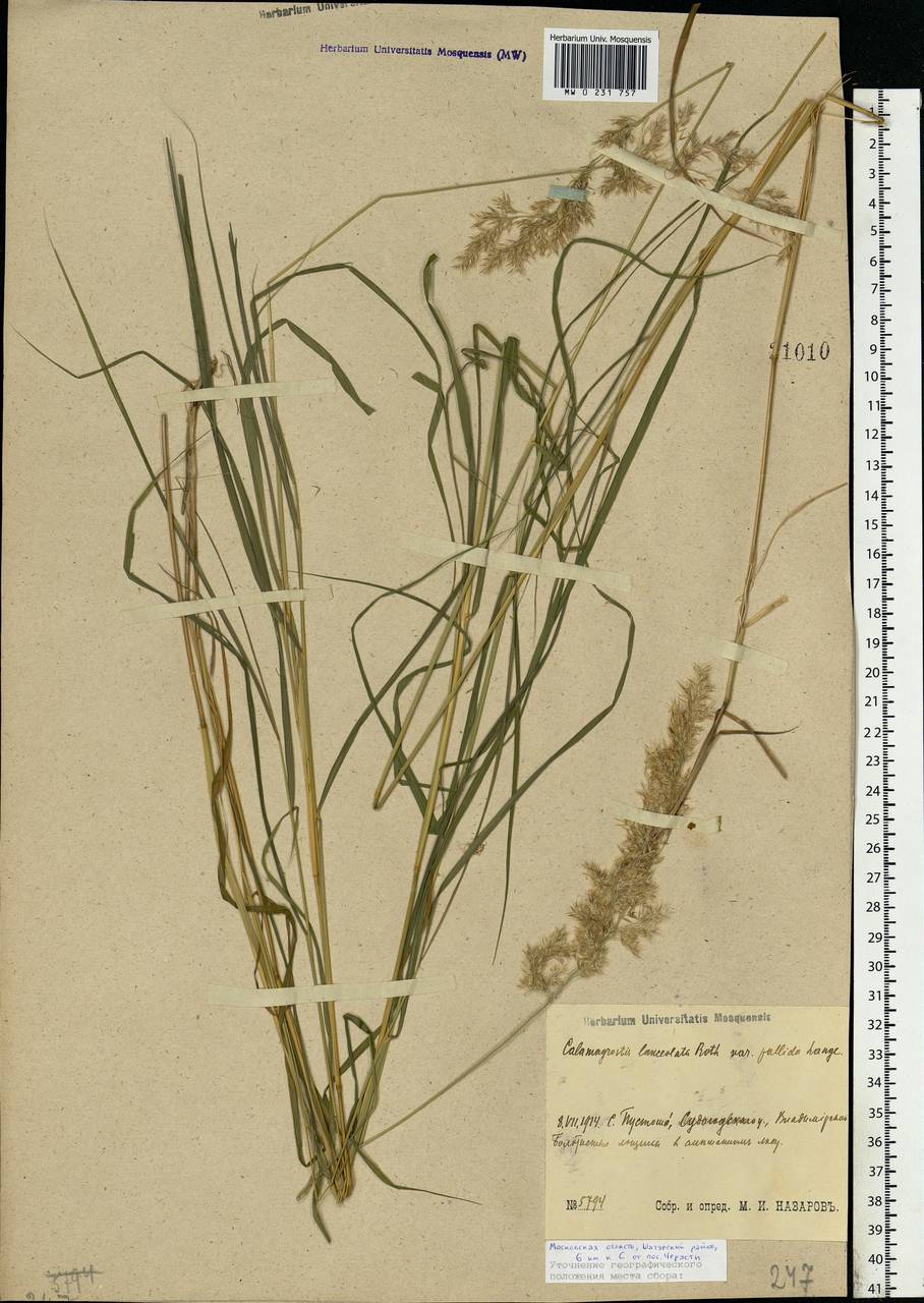 Calamagrostis canescens (Weber) Roth, Eastern Europe, Moscow region (E4a) (Russia)