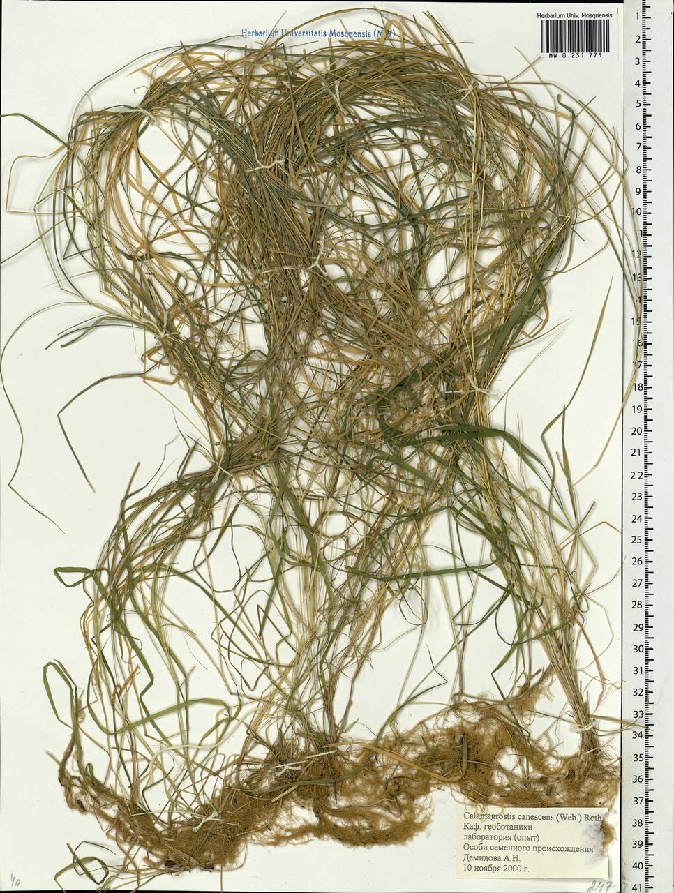 Calamagrostis canescens (Weber) Roth, Eastern Europe, Moscow region (E4a) (Russia)