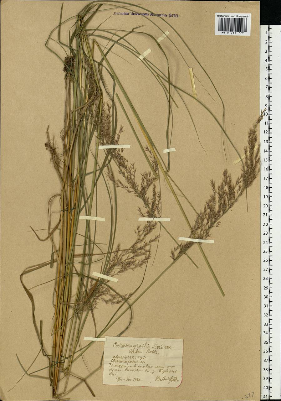 Calamagrostis canescens (Weber) Roth, Eastern Europe, Moscow region (E4a) (Russia)