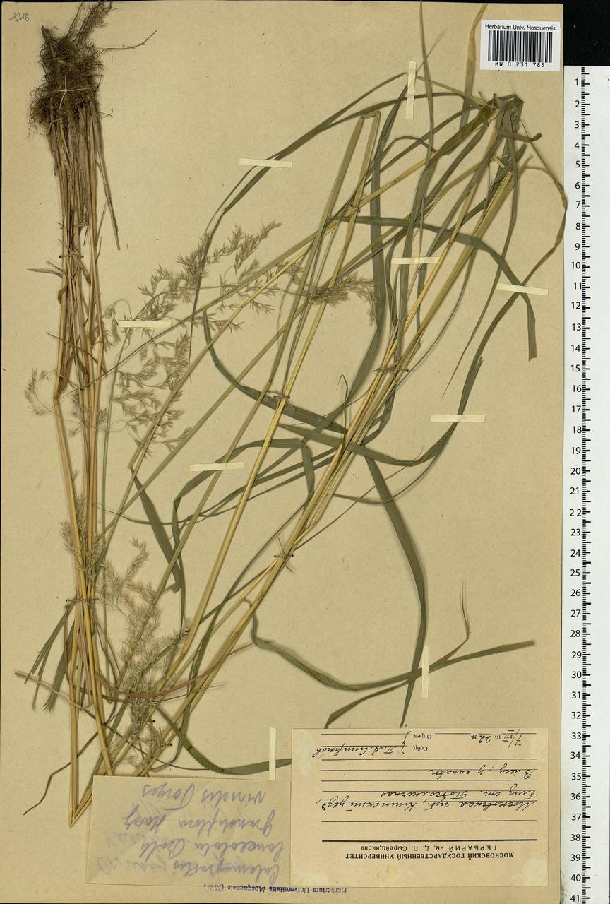 Calamagrostis canescens (Weber) Roth, Eastern Europe, Moscow region (E4a) (Russia)
