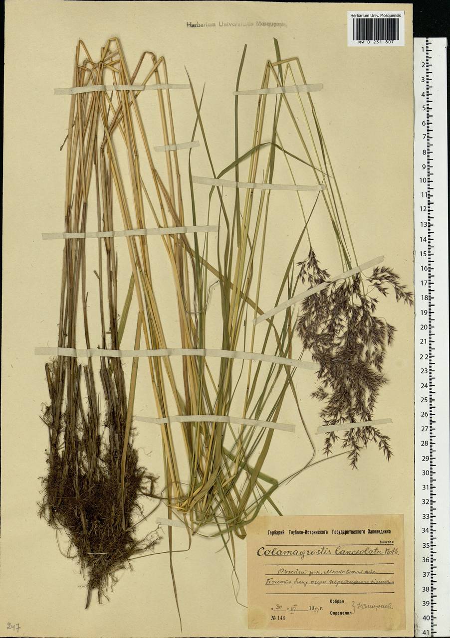 Calamagrostis canescens (Weber) Roth, Eastern Europe, Moscow region (E4a) (Russia)