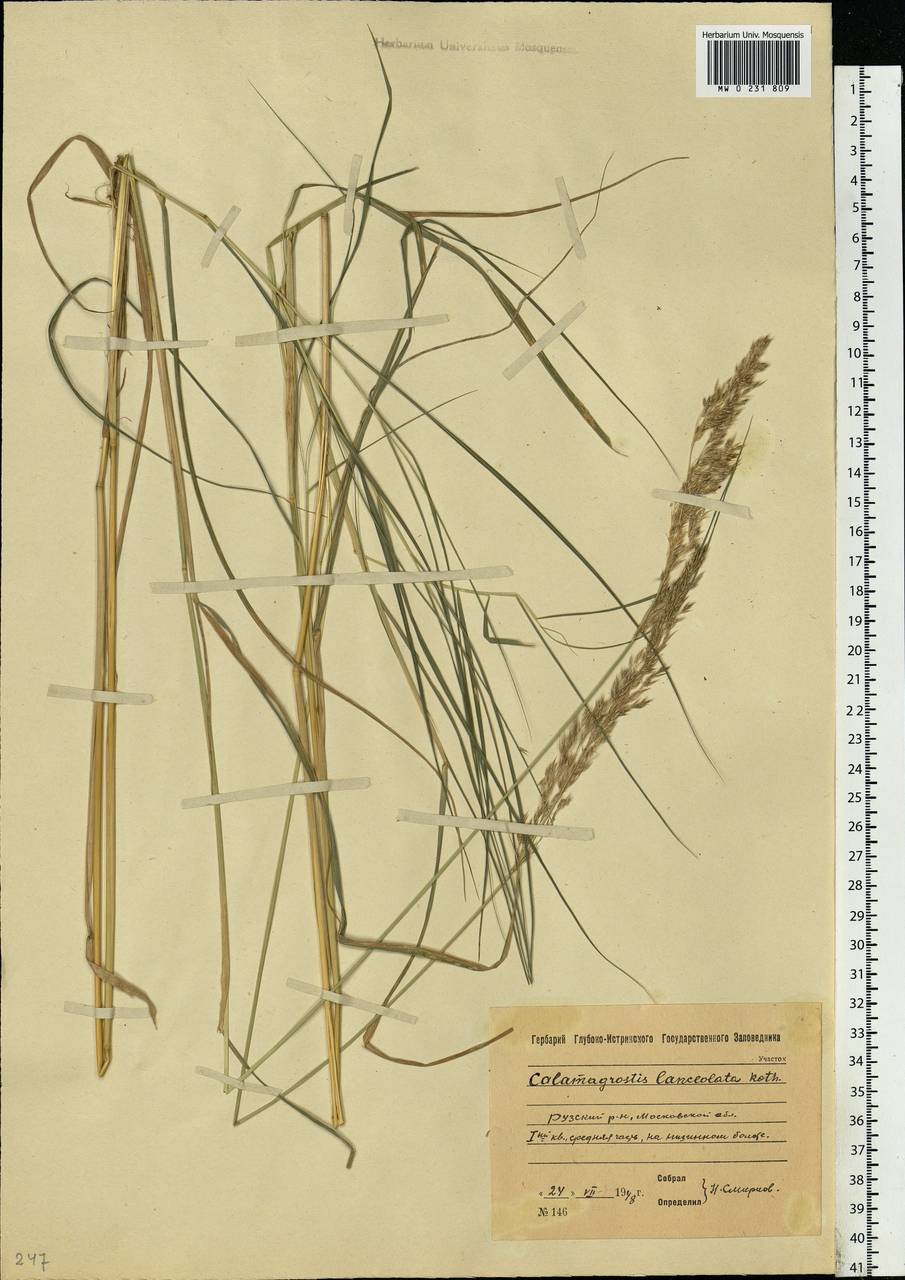 Calamagrostis canescens (Weber) Roth, Eastern Europe, Moscow region (E4a) (Russia)