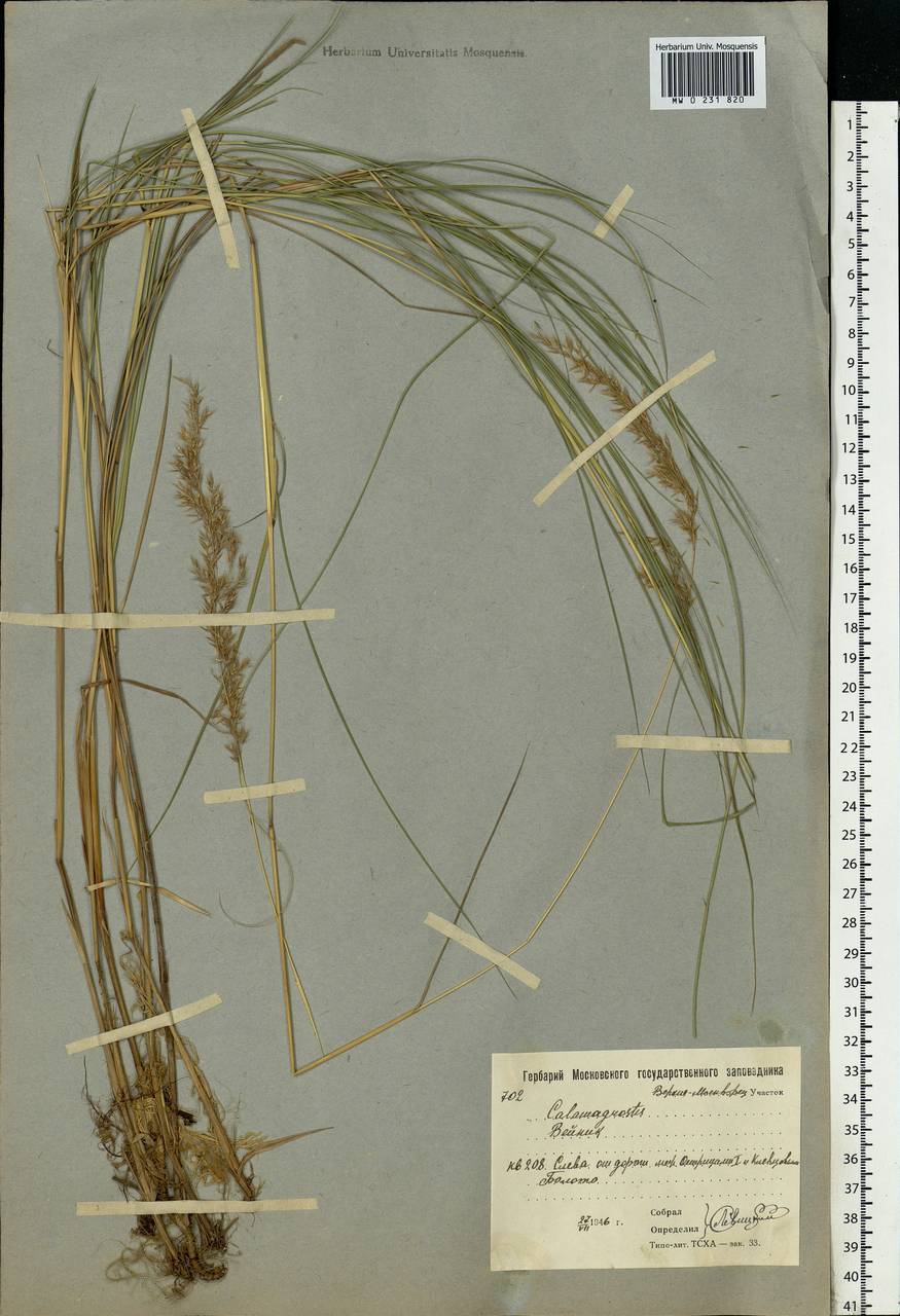 Calamagrostis canescens (Weber) Roth, Eastern Europe, Moscow region (E4a) (Russia)