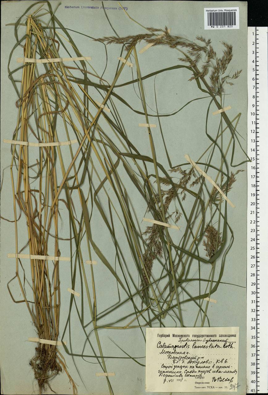 Calamagrostis canescens (Weber) Roth, Eastern Europe, Moscow region (E4a) (Russia)