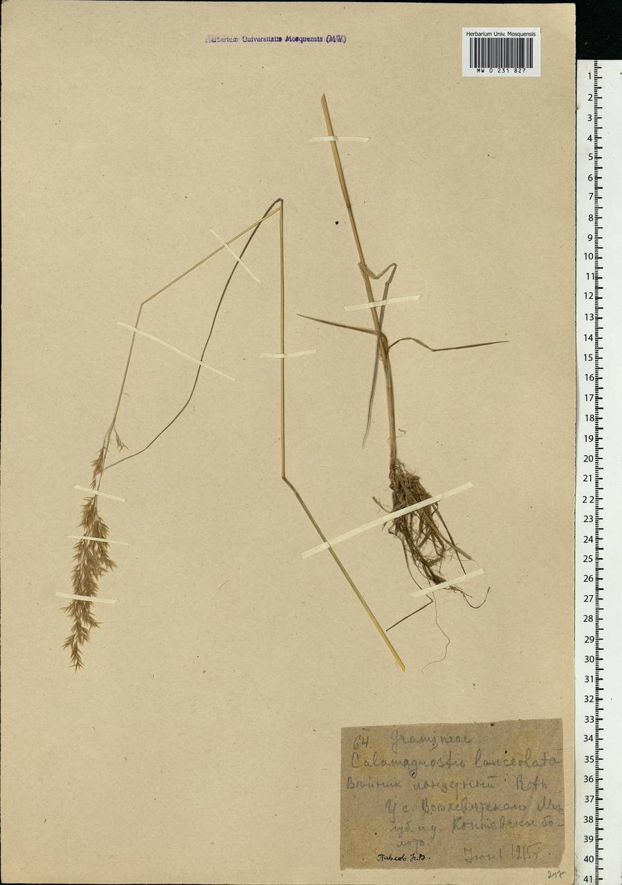 Calamagrostis canescens (Weber) Roth, Eastern Europe, Moscow region (E4a) (Russia)