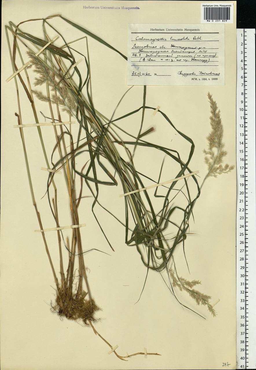 Calamagrostis canescens (Weber) Roth, Eastern Europe, Moscow region (E4a) (Russia)