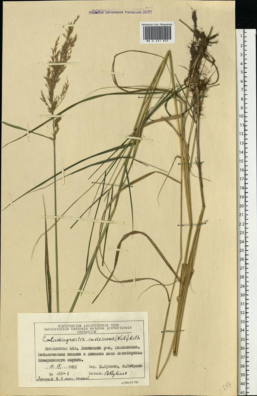 Calamagrostis canescens (Weber) Roth, Eastern Europe, Moscow region (E4a) (Russia)