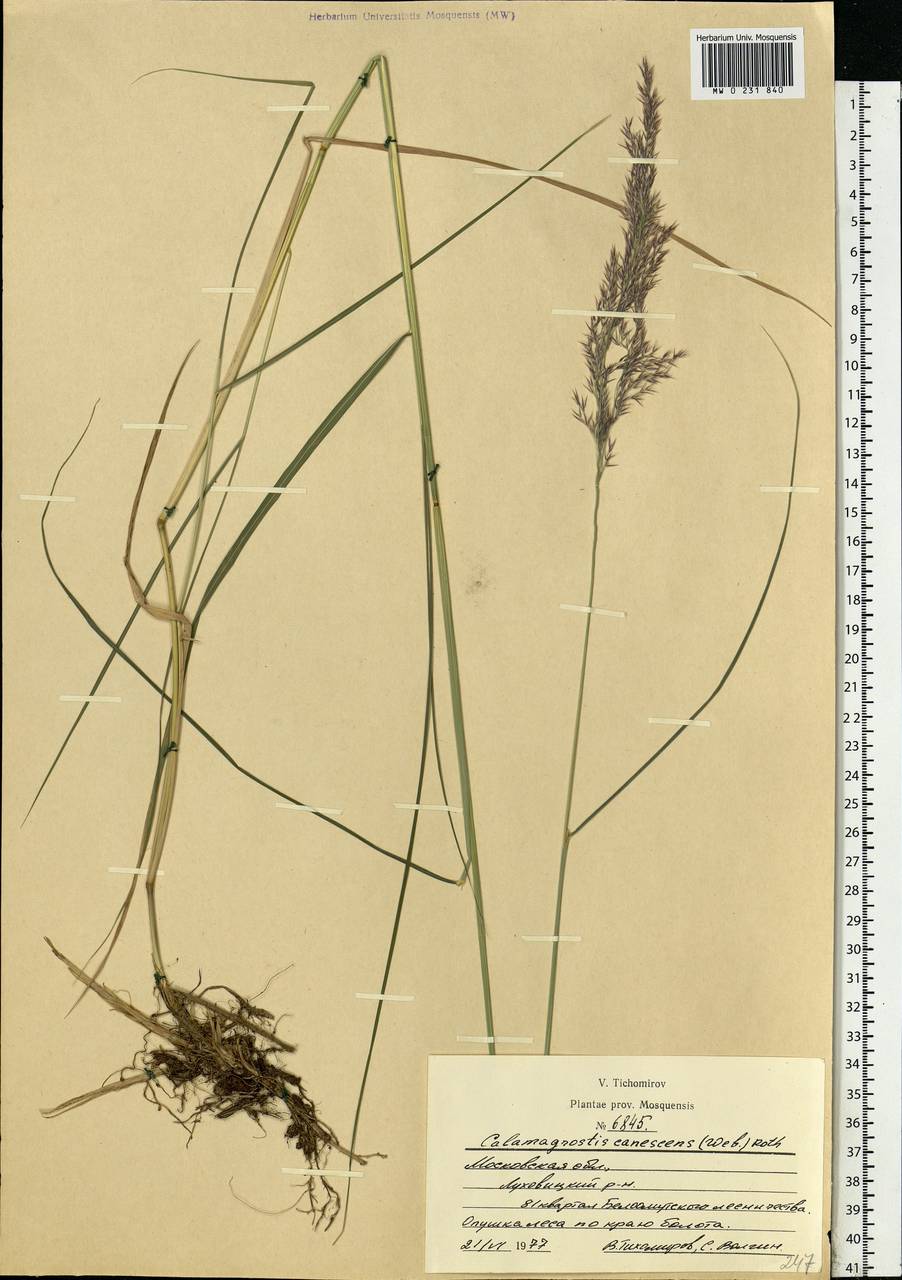 Calamagrostis canescens (Weber) Roth, Eastern Europe, Moscow region (E4a) (Russia)