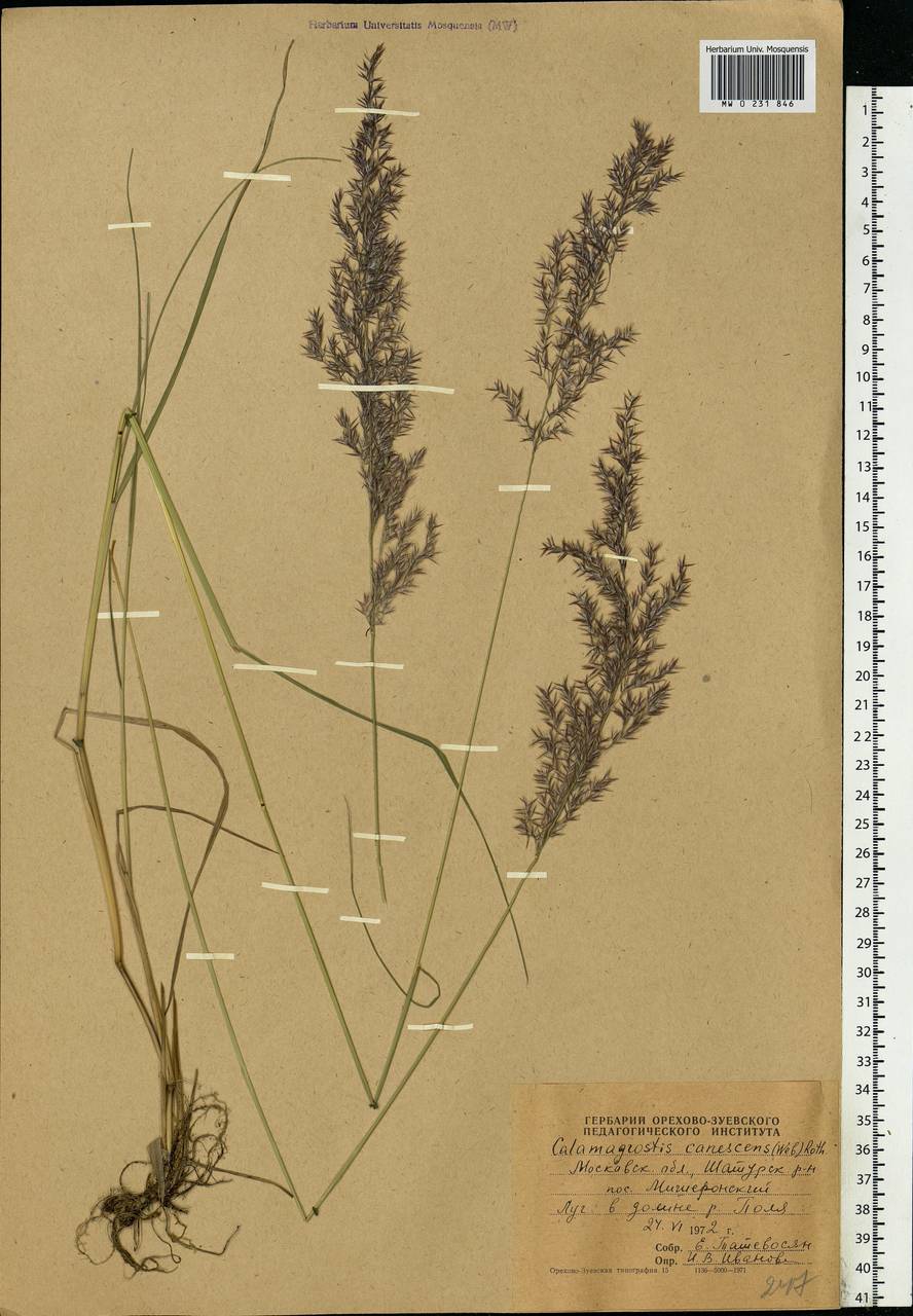 Calamagrostis canescens (Weber) Roth, Eastern Europe, Moscow region (E4a) (Russia)