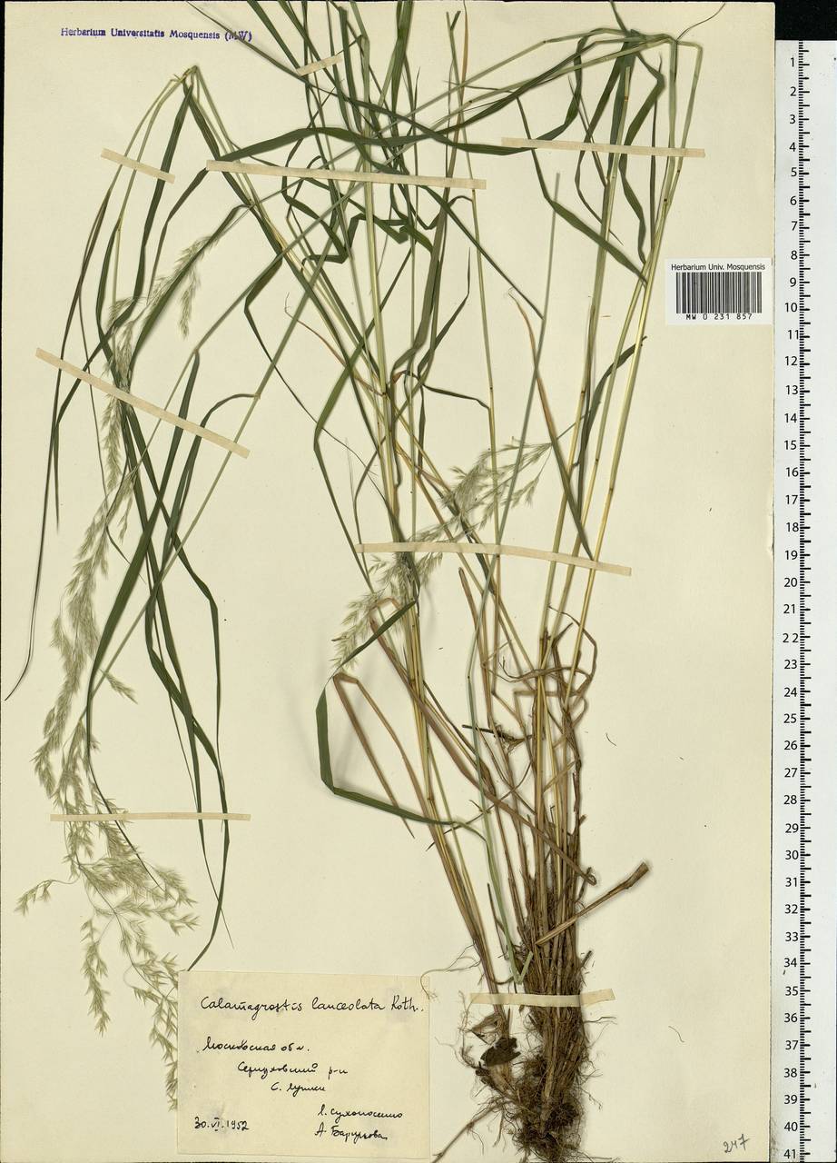 Calamagrostis canescens (Weber) Roth, Eastern Europe, Moscow region (E4a) (Russia)