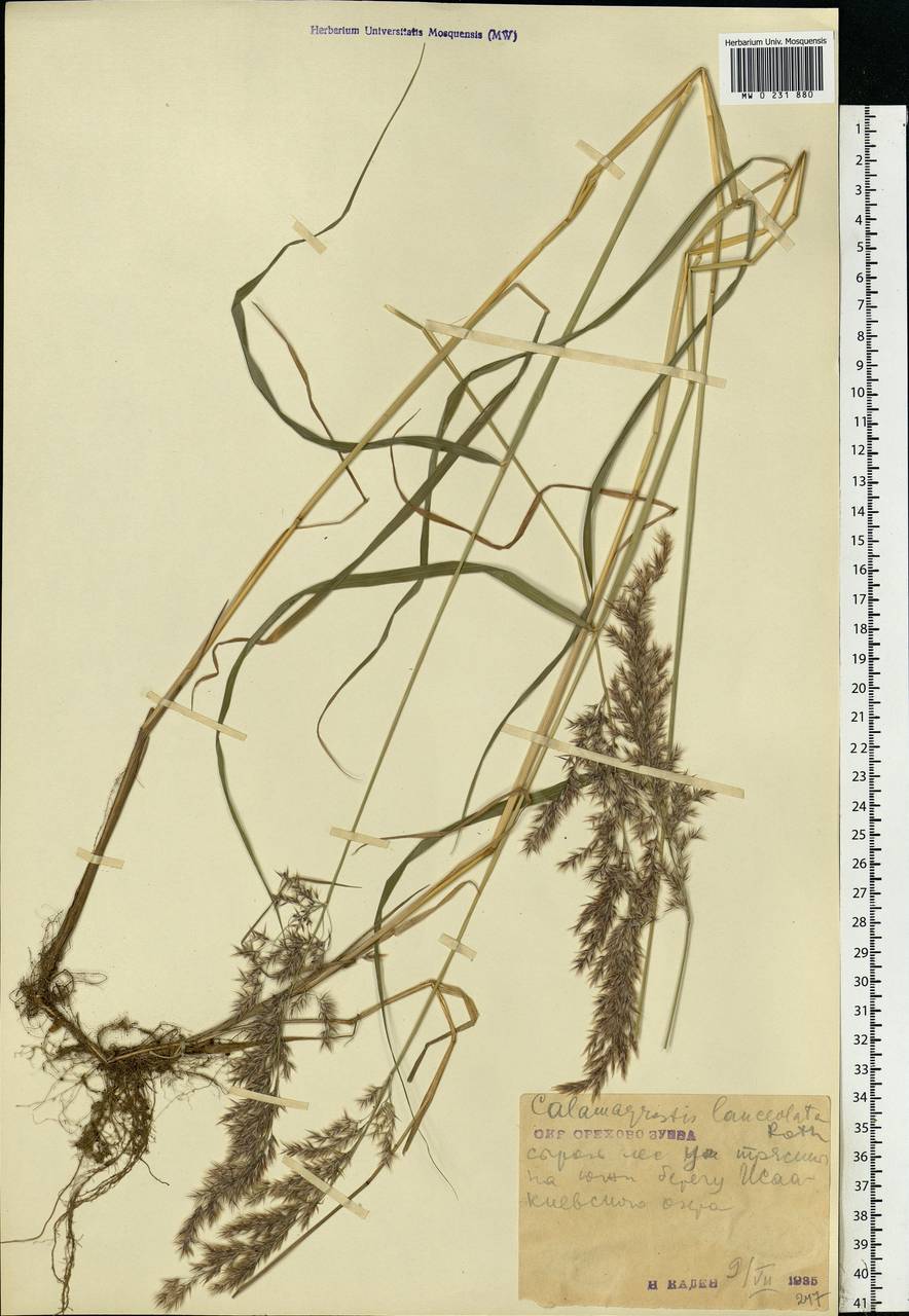 Calamagrostis canescens (Weber) Roth, Eastern Europe, Moscow region (E4a) (Russia)