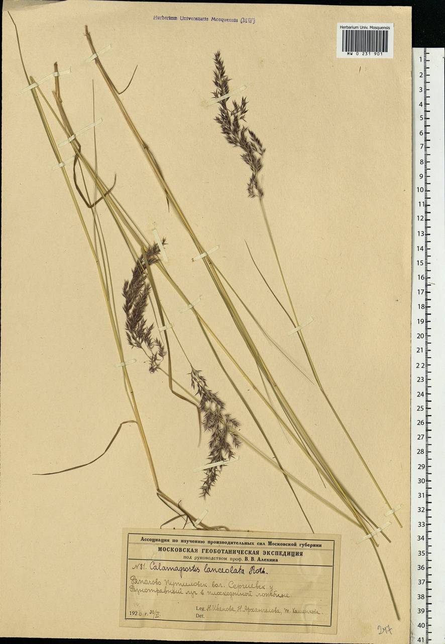 Calamagrostis canescens (Weber) Roth, Eastern Europe, Moscow region (E4a) (Russia)