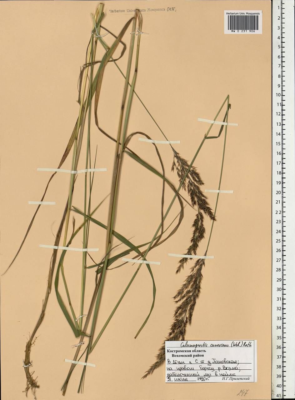 Calamagrostis canescens (Weber) Roth, Eastern Europe, Central forest region (E5) (Russia)