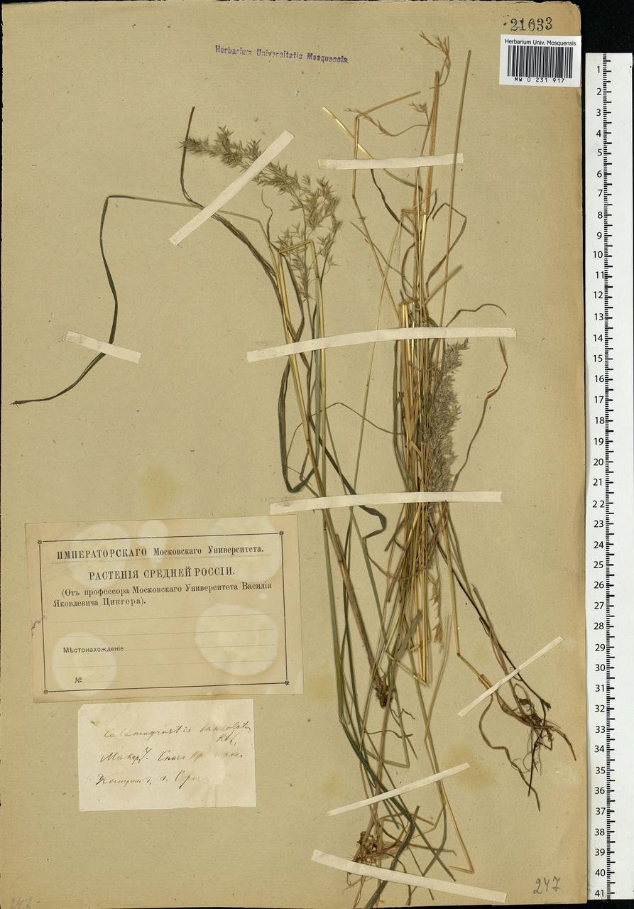 Calamagrostis canescens (Weber) Roth, Eastern Europe, Central forest region (E5) (Russia)