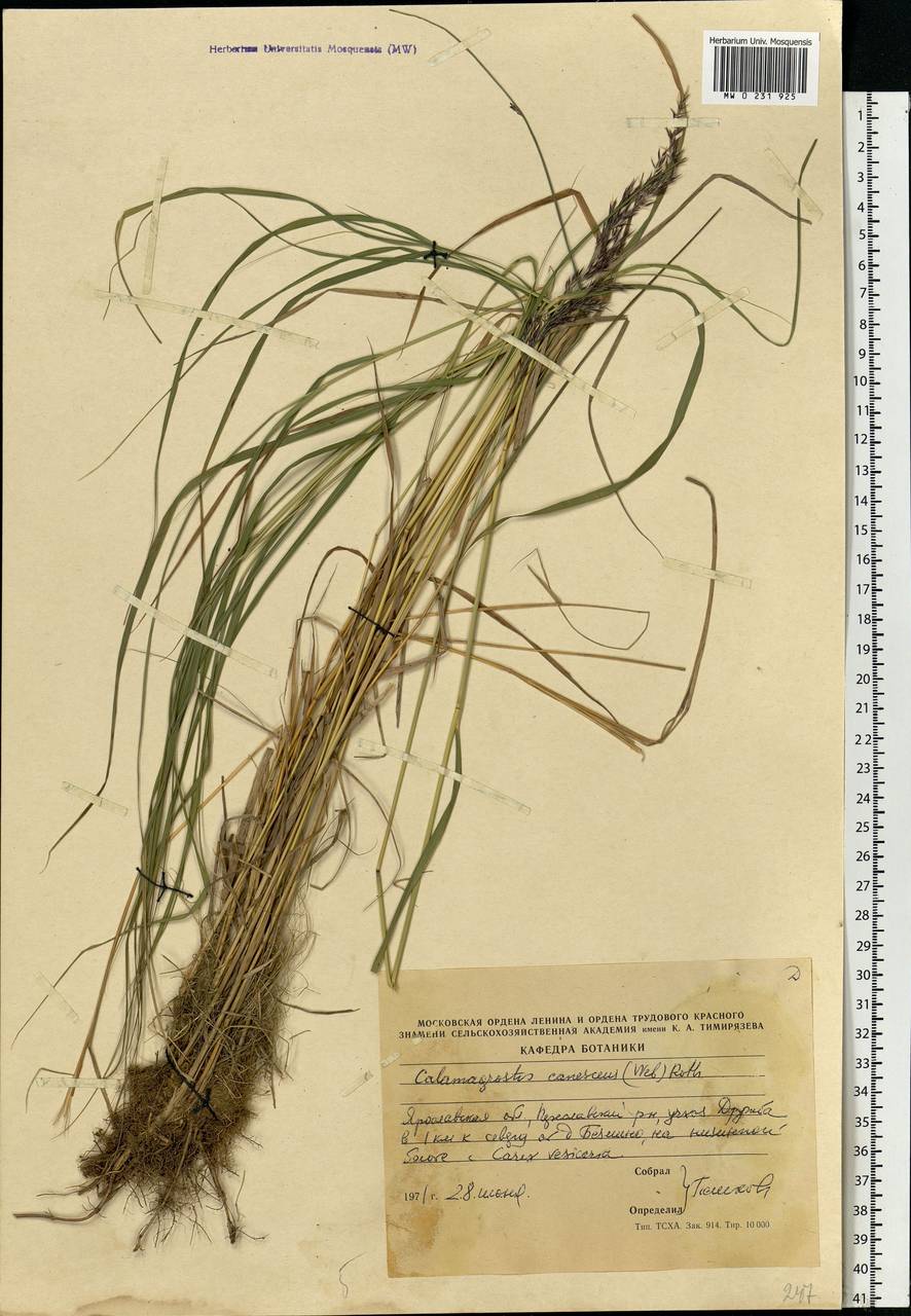 Calamagrostis canescens (Weber) Roth, Eastern Europe, Central forest region (E5) (Russia)