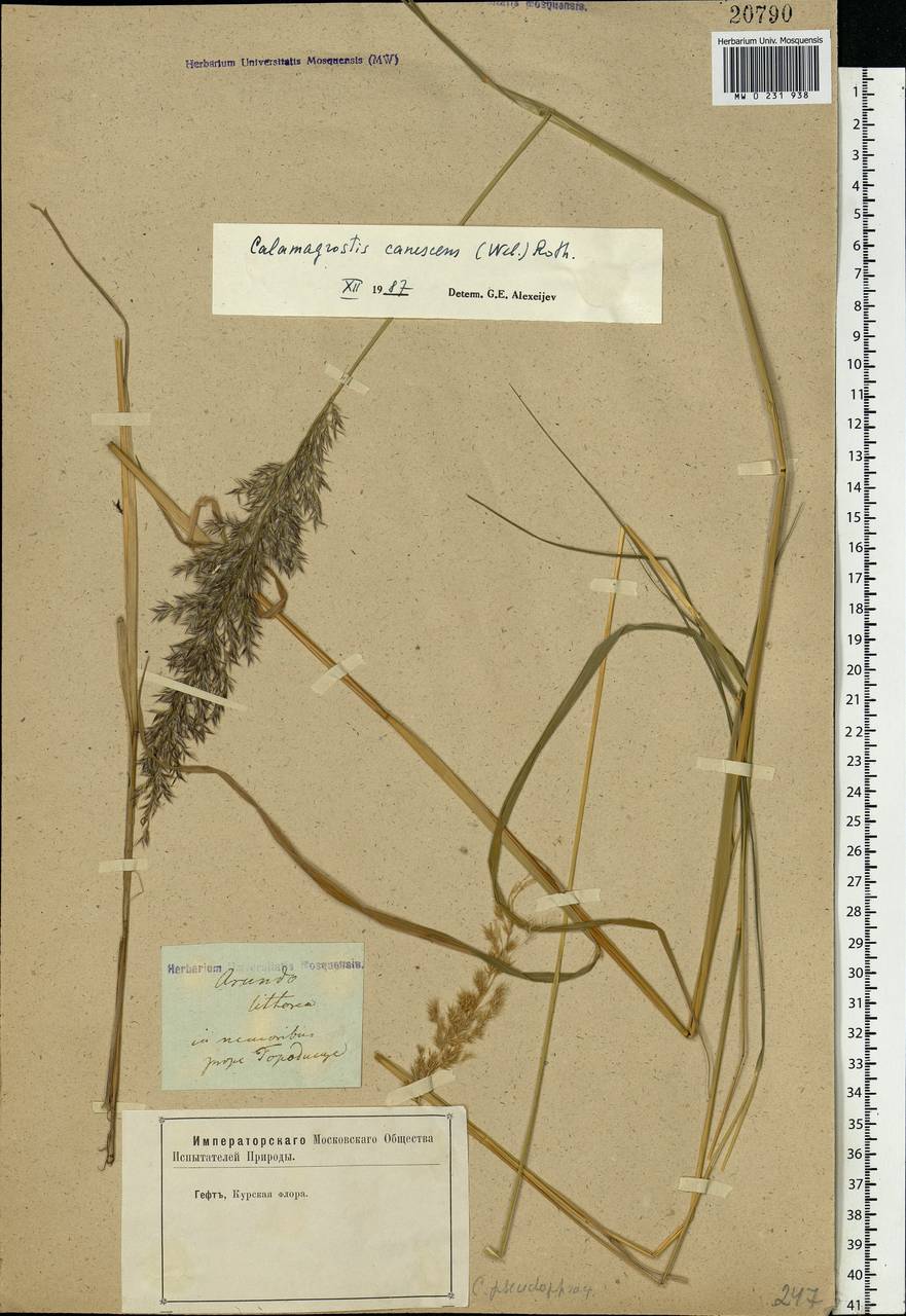 Calamagrostis canescens (Weber) Roth, Eastern Europe, Central forest-and-steppe region (E6) (Russia)