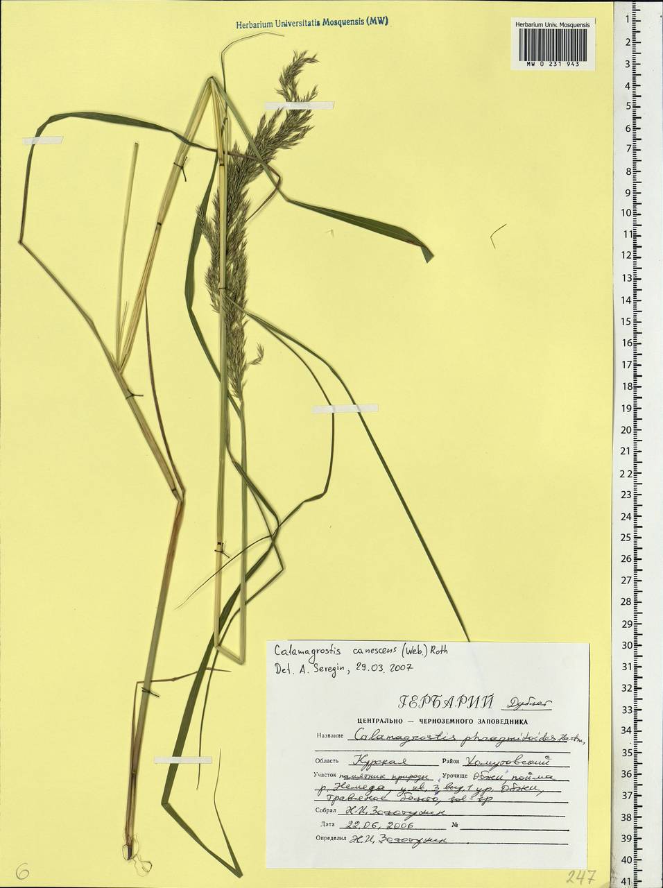 Calamagrostis canescens (Weber) Roth, Eastern Europe, Central forest-and-steppe region (E6) (Russia)