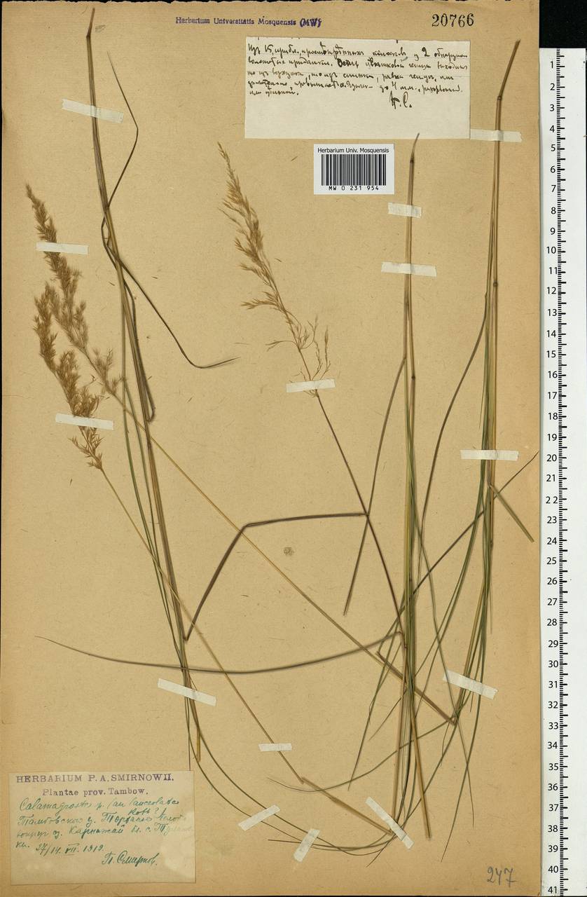 Calamagrostis canescens (Weber) Roth, Eastern Europe, Central forest-and-steppe region (E6) (Russia)