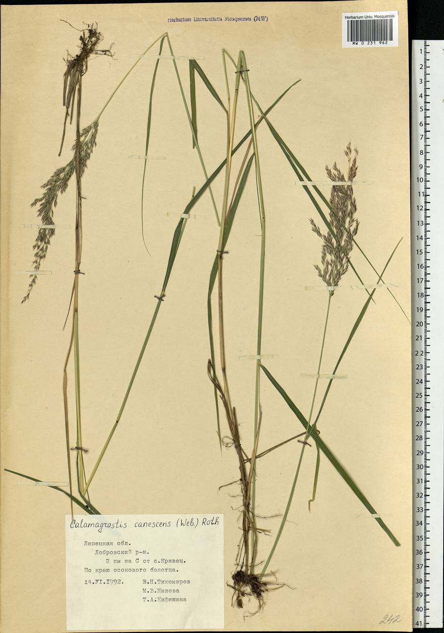 Calamagrostis canescens (Weber) Roth, Eastern Europe, Central forest-and-steppe region (E6) (Russia)