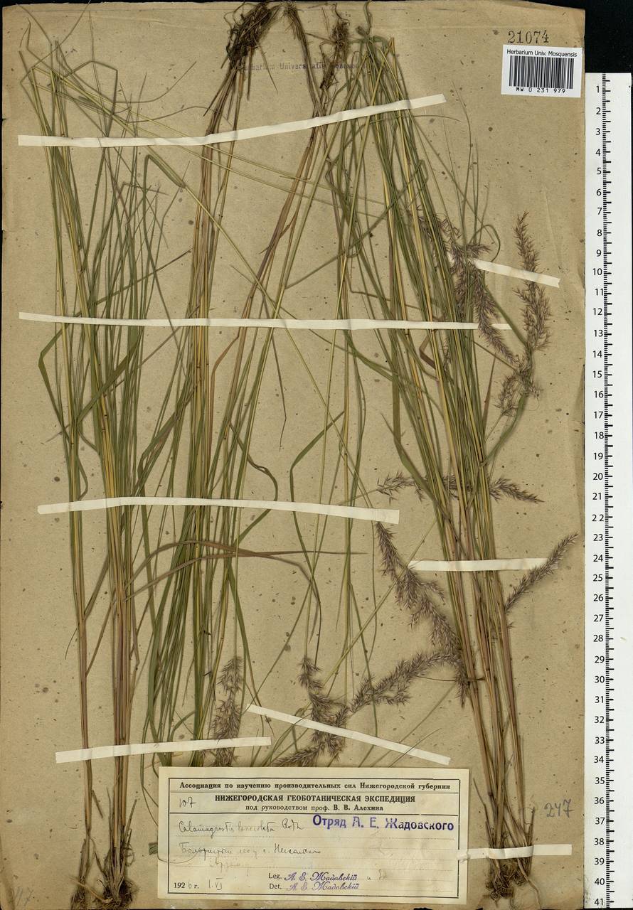 Calamagrostis canescens (Weber) Roth, Eastern Europe, Volga-Kama region (E7) (Russia)