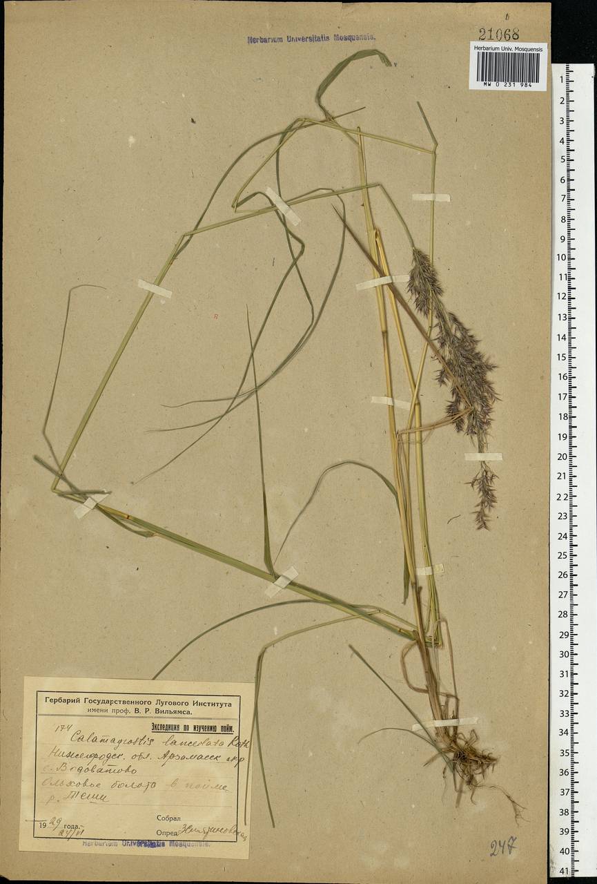 Calamagrostis canescens (Weber) Roth, Eastern Europe, Volga-Kama region (E7) (Russia)