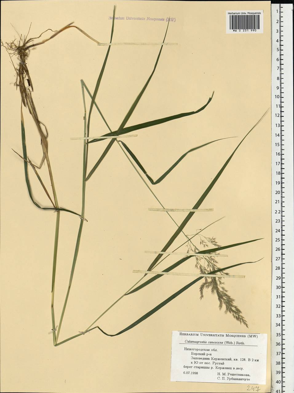 Calamagrostis canescens (Weber) Roth, Eastern Europe, Volga-Kama region (E7) (Russia)