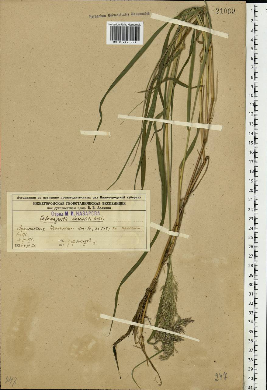 Calamagrostis canescens (Weber) Roth, Eastern Europe, Middle Volga region (E8) (Russia)