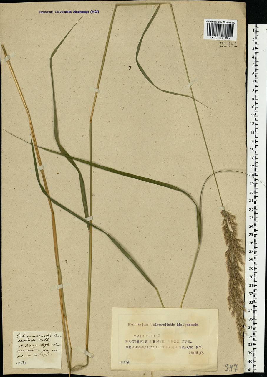 Calamagrostis canescens (Weber) Roth, Eastern Europe, Middle Volga region (E8) (Russia)