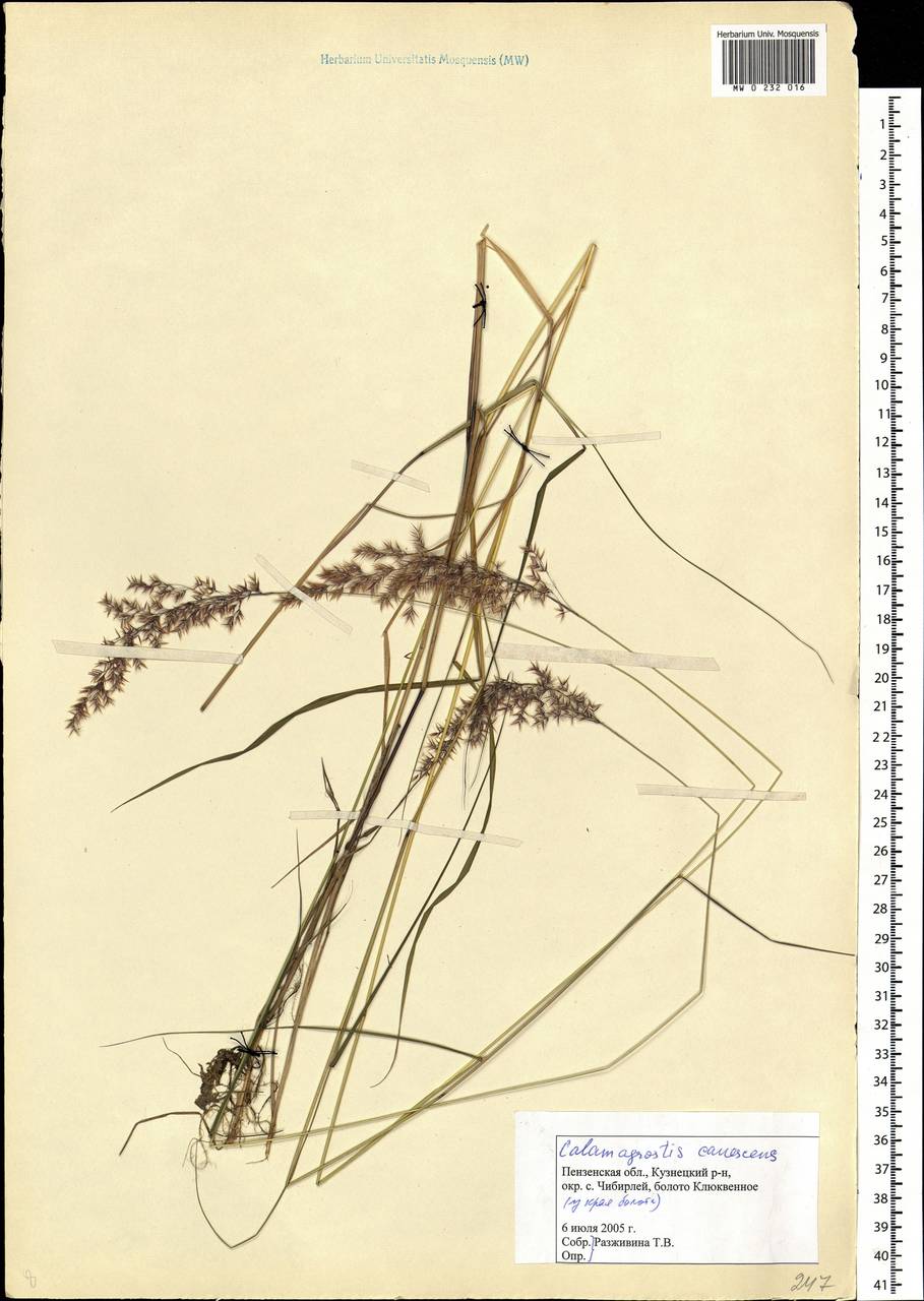 Calamagrostis canescens (Weber) Roth, Eastern Europe, Middle Volga region (E8) (Russia)