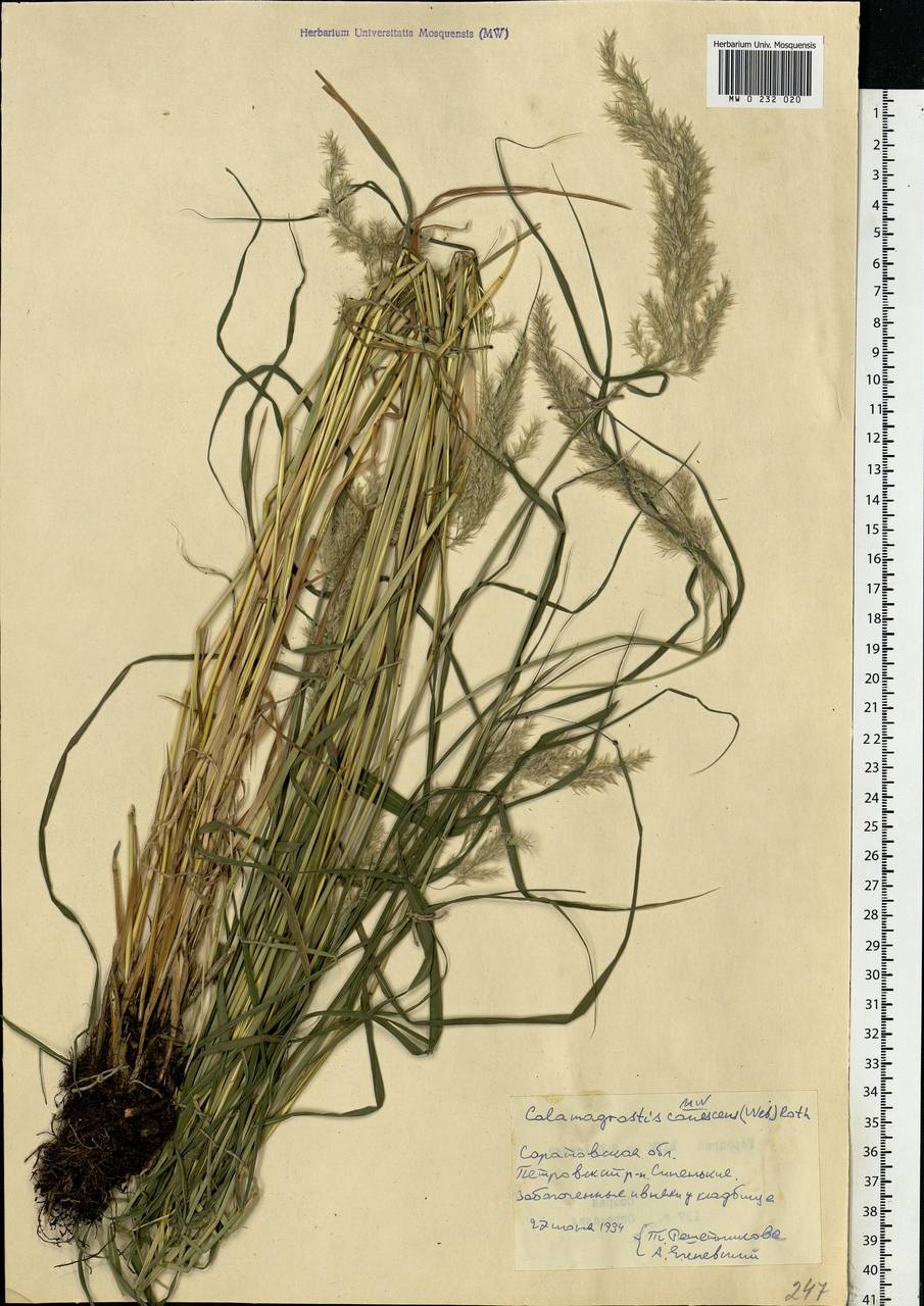 Calamagrostis canescens (Weber) Roth, Eastern Europe, Lower Volga region (E9) (Russia)