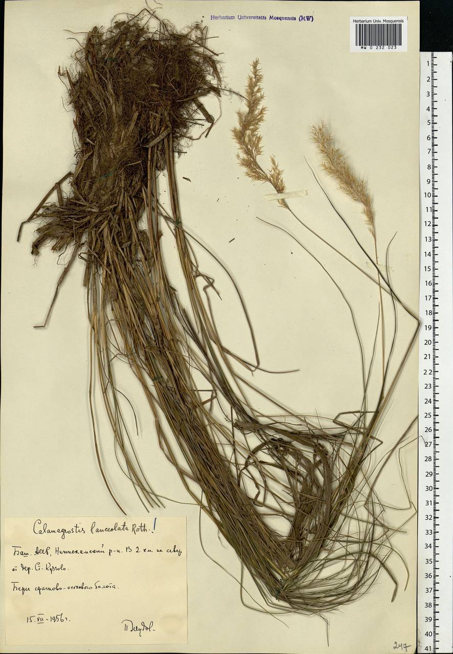 Calamagrostis canescens (Weber) Roth, Eastern Europe, Eastern region (E10) (Russia)