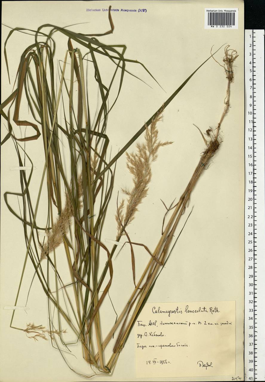 Calamagrostis canescens (Weber) Roth, Eastern Europe, Eastern region (E10) (Russia)