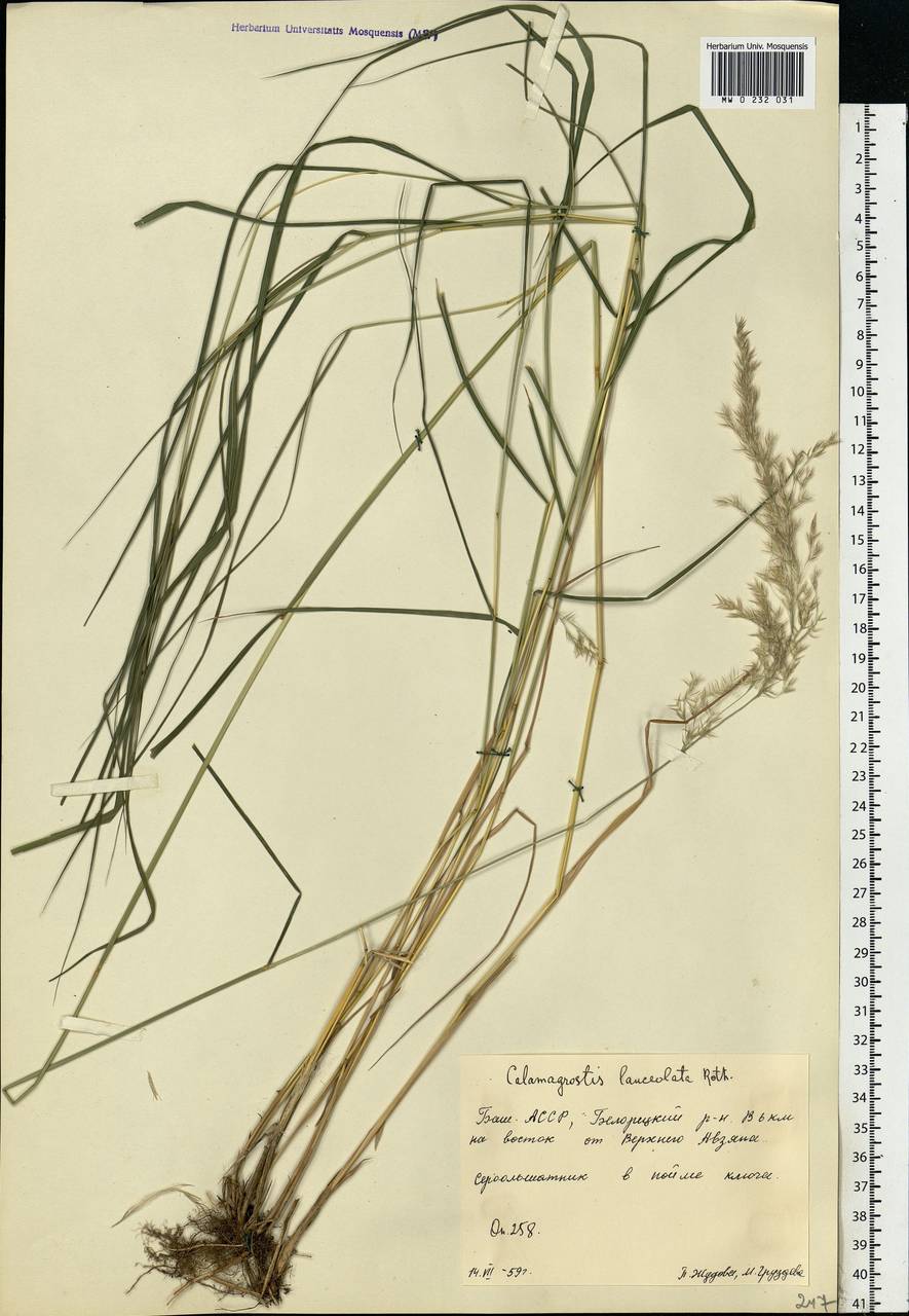 Calamagrostis canescens (Weber) Roth, Eastern Europe, Eastern region (E10) (Russia)