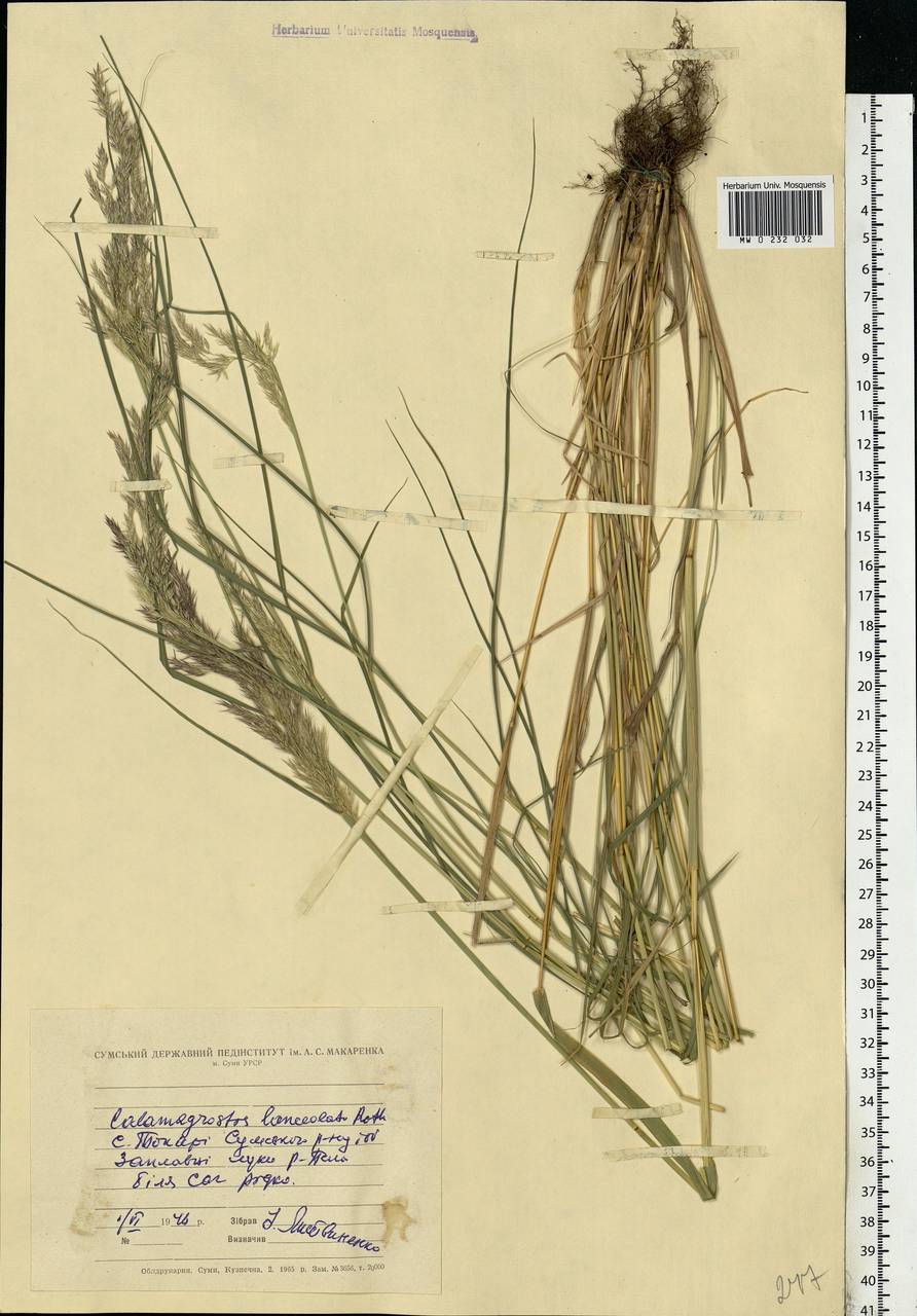 Calamagrostis canescens (Weber) Roth, Eastern Europe, North Ukrainian region (E11) (Ukraine)