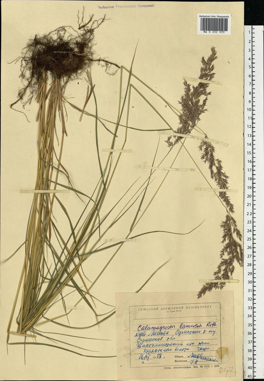Calamagrostis canescens (Weber) Roth, Eastern Europe, North Ukrainian region (E11) (Ukraine)