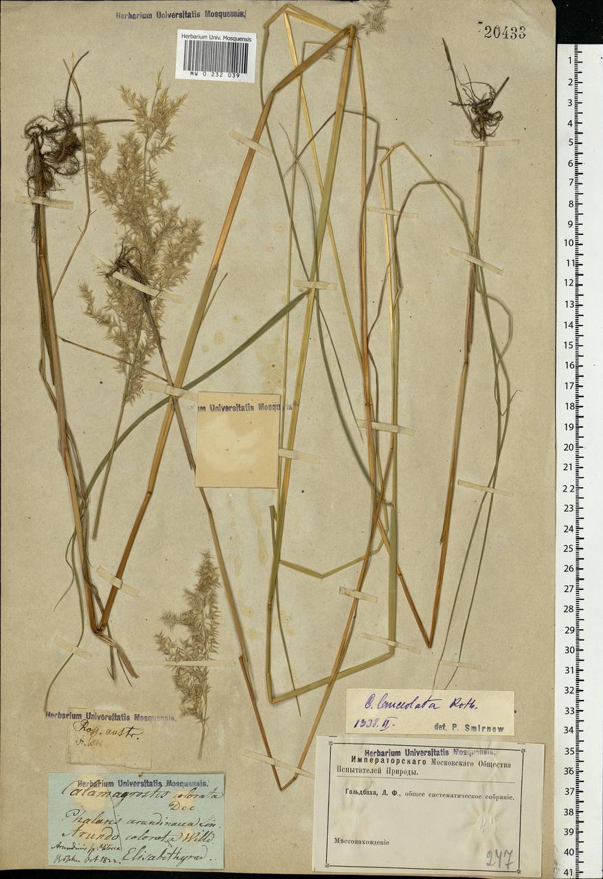 Calamagrostis canescens (Weber) Roth, Eastern Europe, South Ukrainian region (E12) (Ukraine)