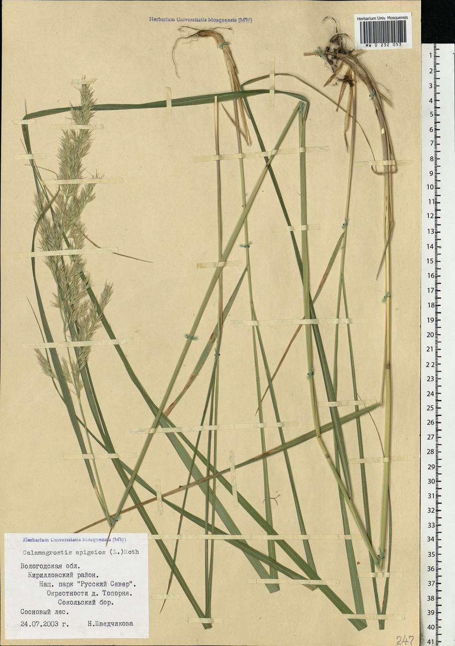 Calamagrostis epigejos (L.) Roth, Eastern Europe, Northern region (E1) (Russia)