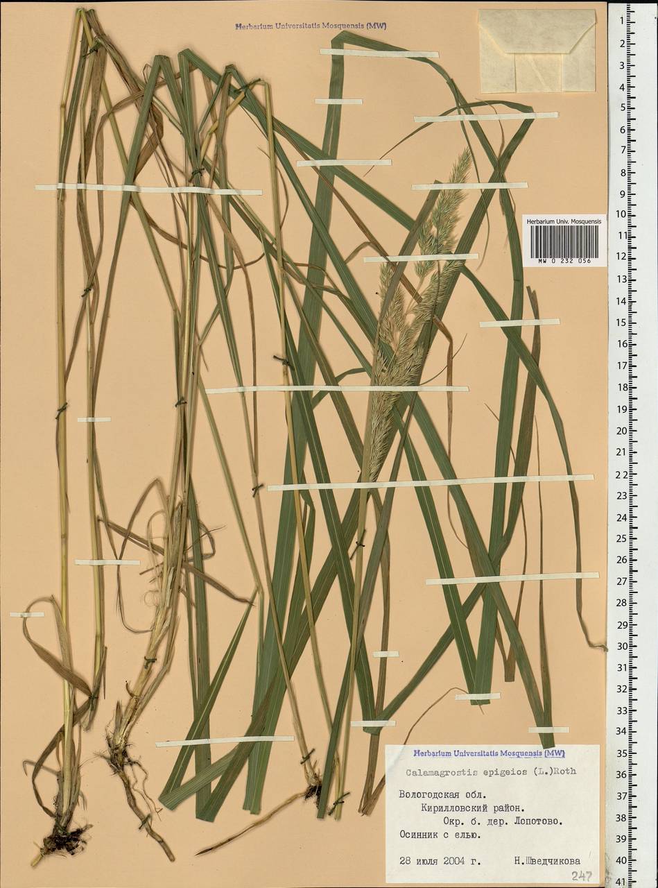 Calamagrostis epigejos (L.) Roth, Eastern Europe, Northern region (E1) (Russia)