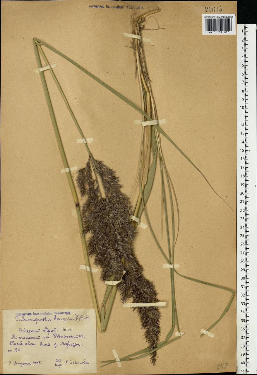 Calamagrostis epigejos (L.) Roth, Eastern Europe, Northern region (E1) (Russia)