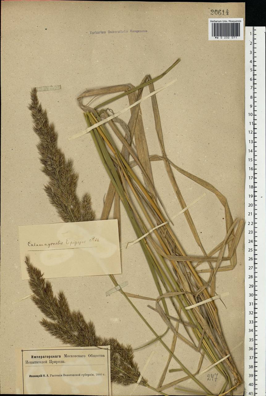 Calamagrostis epigejos (L.) Roth, Eastern Europe, Northern region (E1) (Russia)