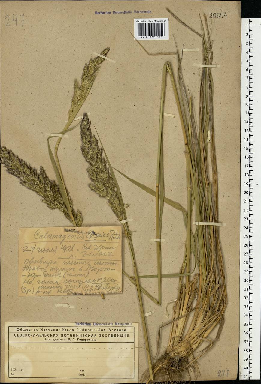 Calamagrostis epigejos (L.) Roth, Eastern Europe, Northern region (E1) (Russia)