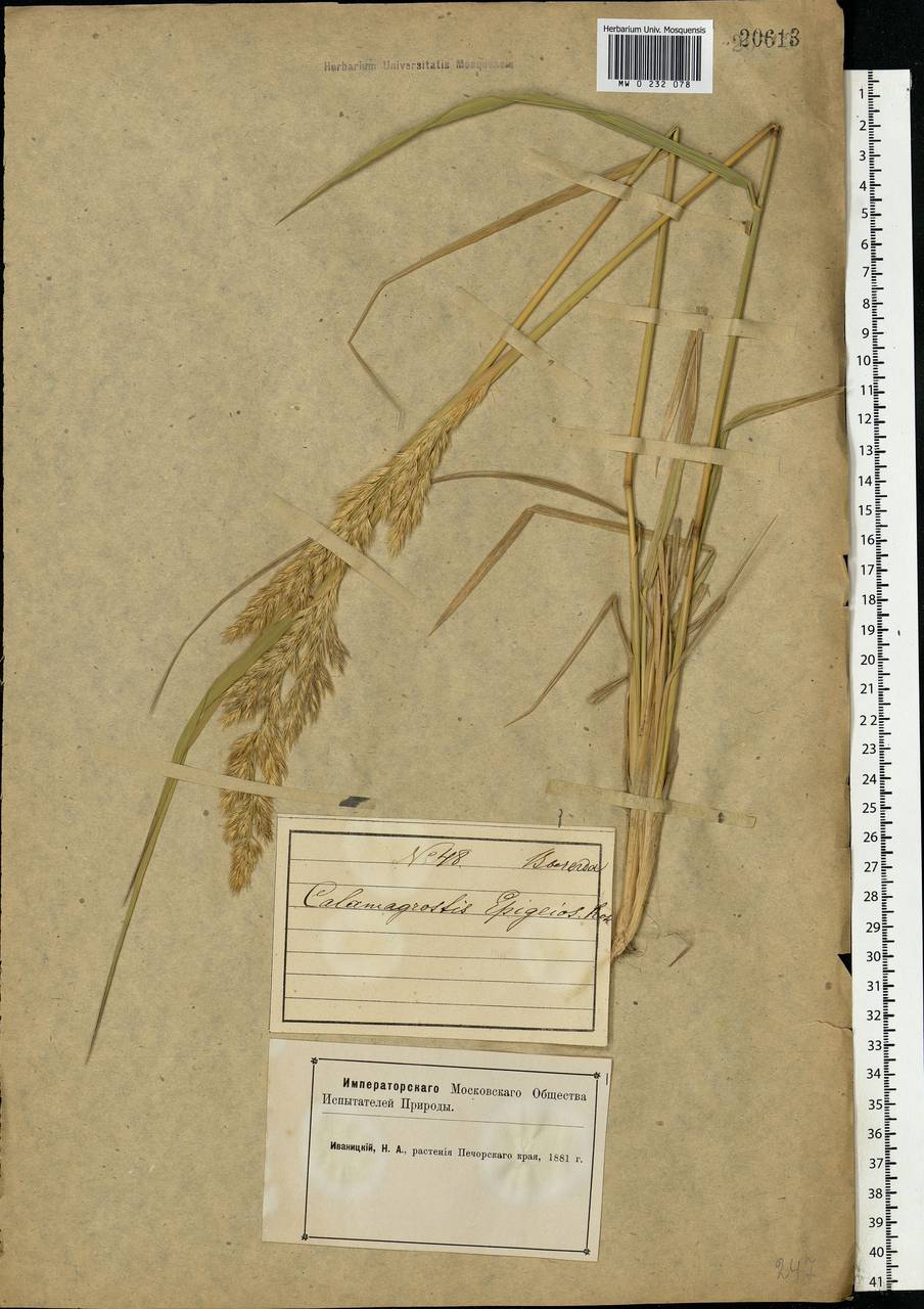 Calamagrostis epigejos (L.) Roth, Eastern Europe, Northern region (E1) (Russia)