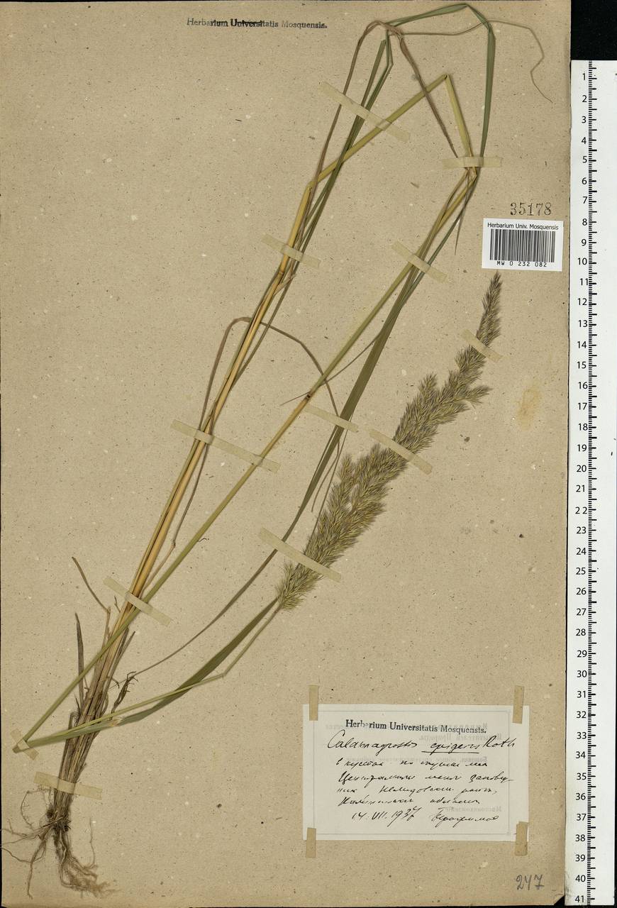 Calamagrostis epigejos (L.) Roth, Eastern Europe, North-Western region (E2) (Russia)