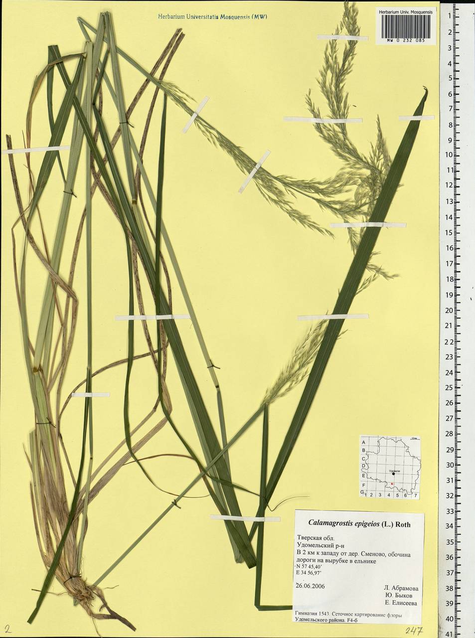 Calamagrostis epigejos (L.) Roth, Eastern Europe, North-Western region (E2) (Russia)