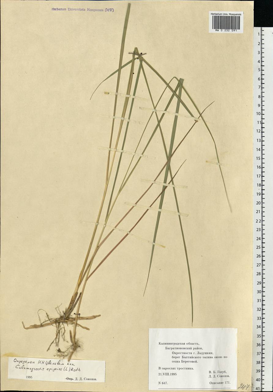Calamagrostis epigejos (L.) Roth, Eastern Europe, North-Western region (E2) (Russia)